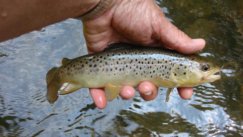 5-30 fish2.JPG